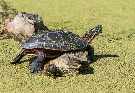 Midland Painted Turtle on a log in the conservation area in one of Ontario's provincial parks