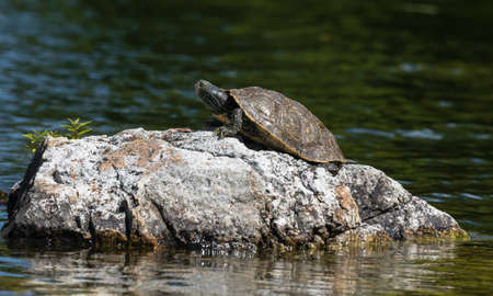 A northern map turtle suns himself on a large rock on a calm lakeの写真素材