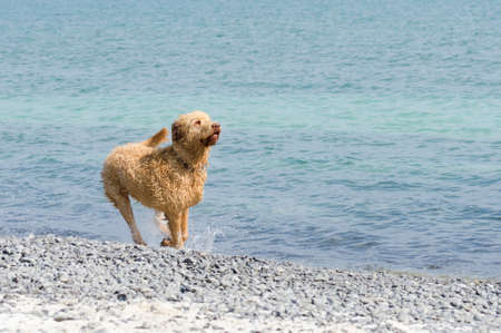 Selective focus on the labradoodle waiting for the ball at the beachの写真素材