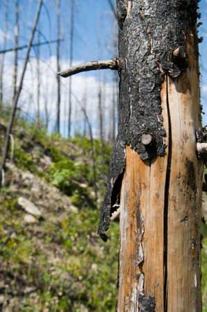 Bark burnt in forest fire, with trees in the background also burned.の写真素材