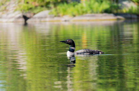 Selective focus on a loon on a tranquil northern lakeの写真素材