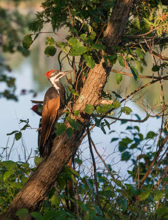 Pileatus woodpecker on cedar tree at waters edgeの写真素材