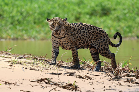Jaguar hunting at Pantanal, Brazilの写真素材