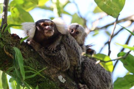 Couple of marmoset on a tree in the rainforestの写真素材