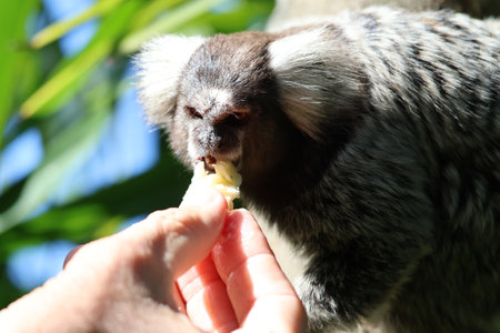 The common marmoset is eating a banana from a human handの写真素材