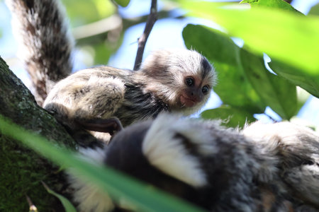 Cute marmoset (Saguinus marmoset)の写真素材