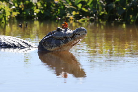 Jacare, the Brazilian alligator in the Pantanal wetlandの写真素材