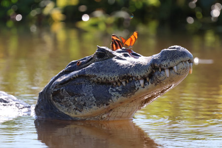 Crocodile with a butterfly in the head. Jacare, the Brazilian alligator in the Pantanal wetlandの写真素材