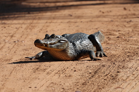 The Pantanal road, the Brazilian wetlandの写真素材