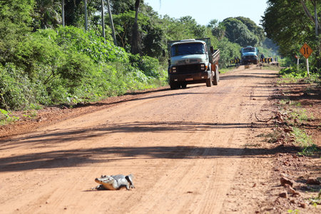The Pantanal road, the Brazilian wetlandの写真素材