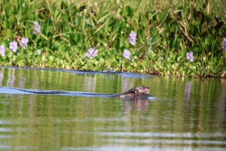 Ariranha, a Brazilian Otter swimming in the water on a sunny summer day.の写真素材
