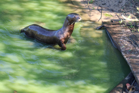 Ariranha, a Brazilian Otter swimming in the water on a sunny summer day.の写真素材