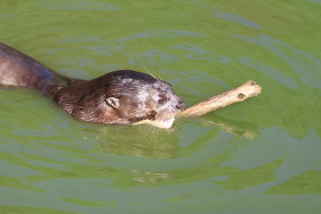 Ariranha, a Brazilian Otter swimming in the water on a sunny summer day.の写真素材