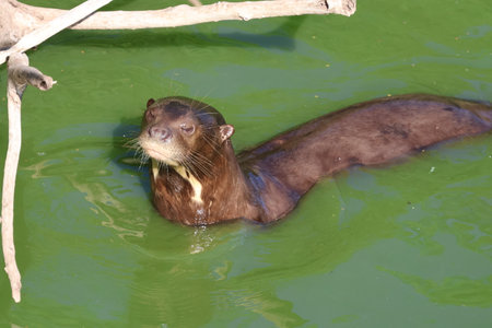 Ariranha, a Brazilian Otter swimming in the water on a sunny summer day.の写真素材
