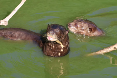 Ariranha, a Brazilian Otter swimming in the water on a sunny summer day.の写真素材