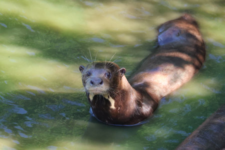Ariranha, an Otter swimming in the water. It is a natural habitat.の写真素材
