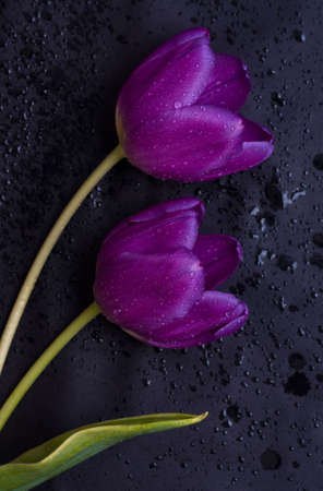 Purple tulips on black misted with waterの写真素材
