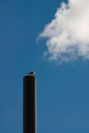 Seabird on wooden pole with clouds in blue skyの写真素材
