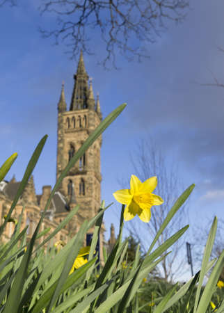 Daffodil shown with differential focus near Glasgow University, Scotlandのeditorial素材
