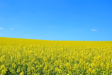 Yellow colza and blue sky. Landscape, Nature.の写真素材