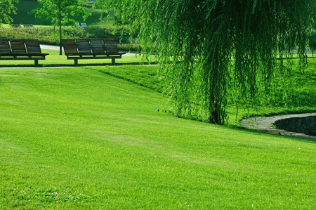 landscape with tranquil scene in the park. green grass, trees.の写真素材