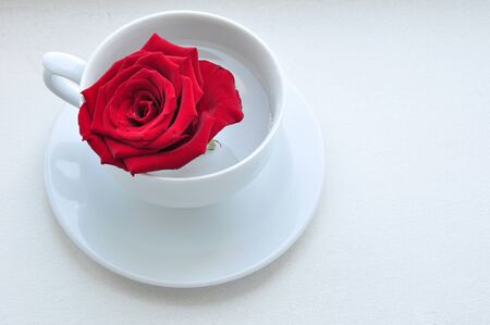 Red rose in the white capの写真素材