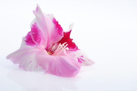 Gladiolus bud in pink and white color.の写真素材