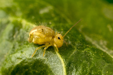 A strange tiny (about 2mm/ 1/16 inch) insect: Globular Springtailの写真素材