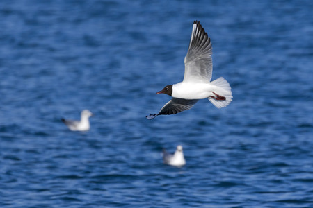 Black headed Seagull flying over the sea