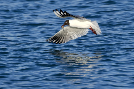Black headed Seagull flying over the seaの写真素材