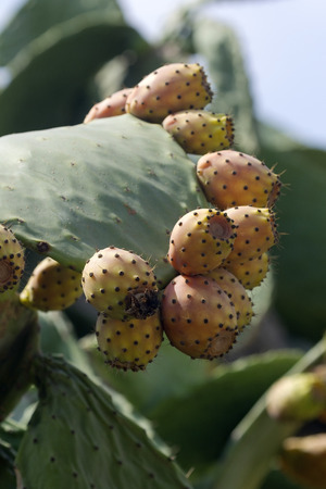 Prickly pears fruit on cactus plant. These are very delicious fruits, and in some places even the leaves are used in recipes.の写真素材