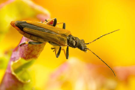 Small elongated beetleの写真素材