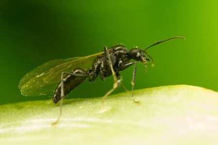 Winged ant on leaf