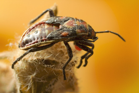 Bug Instar: bugs, unlike beetles, grow in stages called instars, and do not go through larva and pupa stages.の写真素材