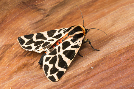 Mediterranean tiger mothの写真素材