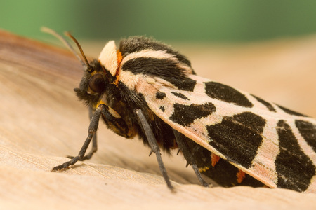 Mediterranean tiger mothの写真素材
