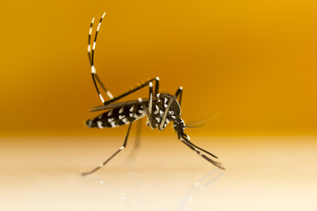 Asian Tiger Mosquito (Aedes albopictus)の写真素材