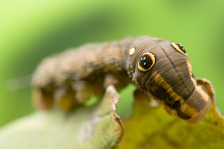 Hawk Moth's False eye caterpillar (Hippotion rosetta)