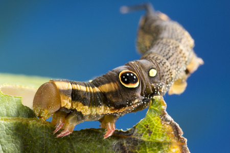 Hawk Moth's False eye caterpillar (Hippotion rosetta)の写真素材