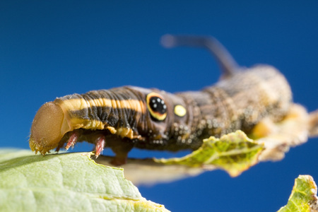 Hawk Moth's False eye caterpillar (Hippotion rosetta)の写真素材