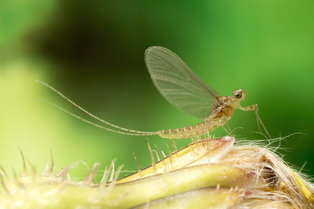 Mayfly close up. Mayfly only live a very short life as adult form, and do not eat in this stage.の写真素材