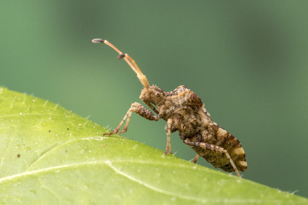 Brown shield bug (Coreus sp)
