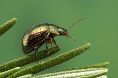 Rosemary Beetle (Chrysolina americana) on rosemary plant