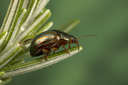 Rosemary Beetle (Chrysolina americana) on rosemary plant