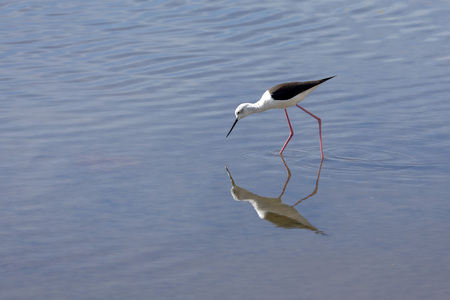 Avocet  looking for food in shallow waterの写真素材
