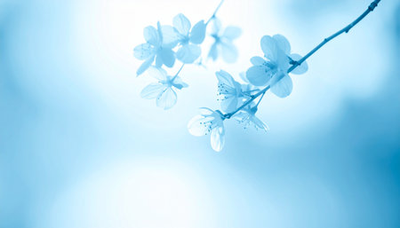 cherry blossom background with soft focus and shallow depth of fieldの素材
