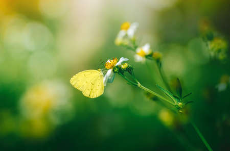 Yellow Butterflyの写真素材