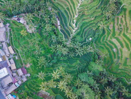 Bali Island, rice fields, tropical, farm, indonesia,の写真素材