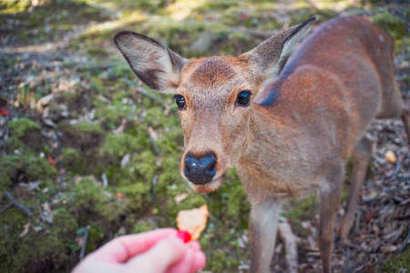 feeding a deer, a deer eats special cookies from its hands, Nara, Japanの写真素材