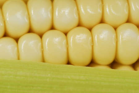 Fresh corn in cob closeupの写真素材